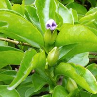 ニオイバンマツリ,庭の画像