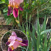 アヤメ,アヤメ,アヤメ,アヤメ,アヤメの画像