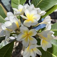 プルメリア,可愛い,花が好き,小さな幸せ♡,小さな庭の画像