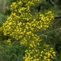 オミナエシの画像