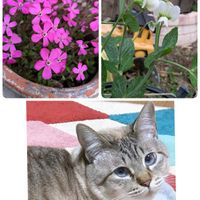 ネモフィラ,スナップエンドウ,スティックブロッコリー,シレネピンクパンサー,コンボブルスの画像