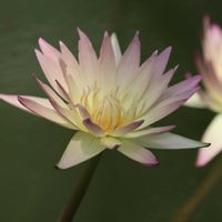 睡蓮,熱帯スイレン,熱帯睡蓮　スワンジトラ,温室,熱帯睡蓮の画像