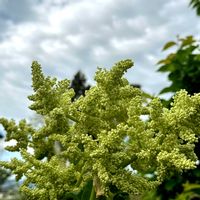 オオデマリ,ツツジ,ルバーブ,白い花,白い雲の画像