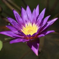 睡蓮,熱帯スイレン,熱帯睡蓮パラミー,温室,熱帯睡蓮の画像