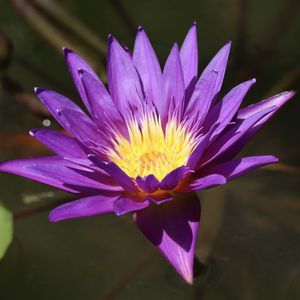 睡蓮,熱帯スイレン,熱帯睡蓮パラミー,温室,熱帯睡蓮の画像