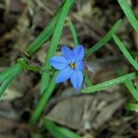 ハナニラ,オオデマリ,クレマチス,クレマチス,大手毬の画像