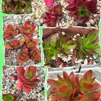 火祭り　(クラッスラ属),クラッスラ 紅葉祭り,紅葉してる,我が家の多肉,いろとりどりの画像