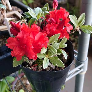 クルメツツジ（黒光錦）斑入り,プラ鉢,斑入りクルメツツジ黒光錦,棚,ベランダの画像