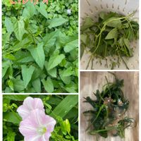 ヒルガオ,山野草,放置栽培,神奈川県,山野草大好き協会の画像