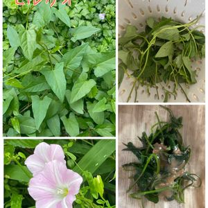 ヒルガオ,山野草,放置栽培,神奈川県,山野草大好き協会の画像