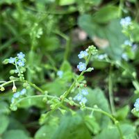 キュウリグサ,トキワハゼ,マメカミツレ,近所のお寺,ちっちゃいものクラブの画像