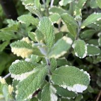 パイナップルミント,2のつく日は斑入りの日の画像