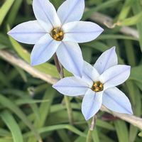 ハナニラ,チーム・ブルー,チーム岐阜,お祝いpic,チーム・ブルーNo.124の画像