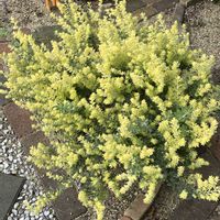 ロータス ブリムストーン,ロータス ブリムストーン,カラーリーフ,モフモフ,剪定後の画像