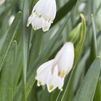 スノーフレークの画像