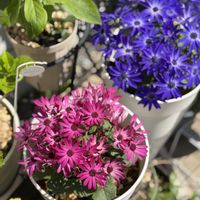 サイネリア,セネッティ　ガーネット,セネッティ,ガーデ二ングの画像