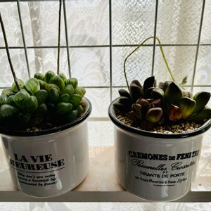 多肉,ハオルチア,多肉植物いろいろ,多肉のお花,多肉植物の画像
