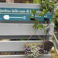 ハナミズキ,ライスフラワー,ガーデンプレート,剪定,庭の画像