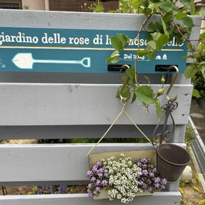 ハナミズキ,ライスフラワー,ガーデンプレート,剪定,庭の画像