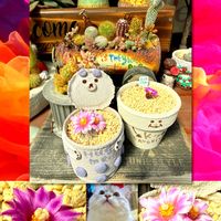 エバーフレッシュ,バラ丸,スーパーバラ丸,ツルビニカルプス バラ丸,アエオニウム シムシーの画像