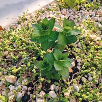 キキョウ,ガーデニング,庭の画像