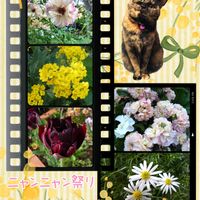 チューリップ,ブラキカム,八重咲きストック,宿根アリッサム,さび猫の画像