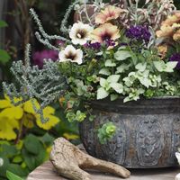 バーベナ,ペチュニア,ペチュニア モンローウォーク,ペチュニア カプチーノ,ペチュニア モンローウォーク シルキーラテの画像