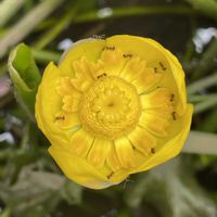 コウホネ,公園,お花は癒し,花が好き❤,☆携帯撮影☆の画像