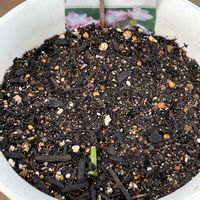 ゼフィランサスの画像