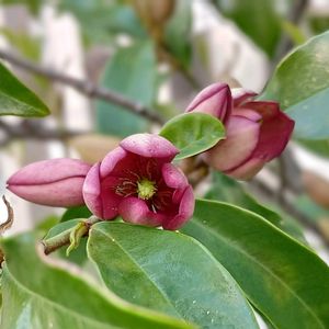 カラタネオガタマ,ベニバナカラタネオガタマ,ウンナンオガタマの画像