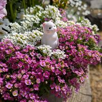 ルビーネックレス,パンジー,火祭り,オルビキュラータ,フリル咲きパンジーの画像