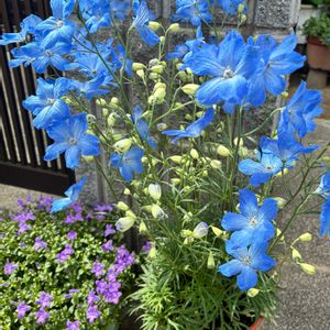 デルフィニウム,キッチン,和室,テラス,家庭菜園の画像