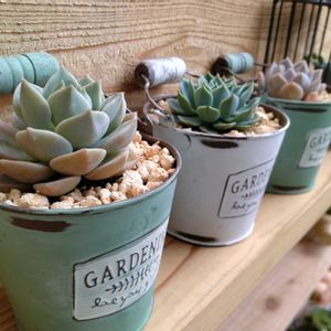 養老,オレンジモンロー,白牡丹（はくぼたん）,多肉植物,エケベリア属の画像