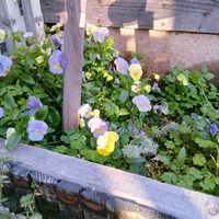 ローズゼラニウム,ビオラ,ガーデニング,庭の画像