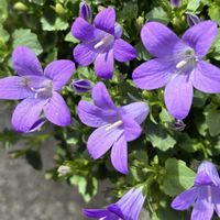 ベルフラワー,キッチン,和室,テラス,家庭菜園の画像