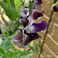 スイートピー,スイートピー　ニンバス,ガーデニング,ナチュラルガーデン,紫の花の画像