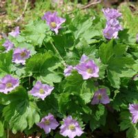 シラネアオイ,山野草,野草の画像