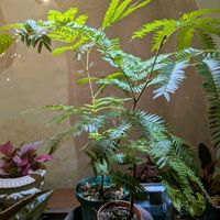 エバーフレッシュ,エバー・フレッシュ,観葉植物,100均,ダイソーの画像