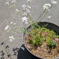 大根,ディアシアダーラ アップルブロッサム,感謝を込めての画像