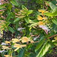 スイカズラの画像