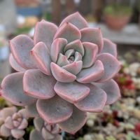 ピンクプリティ,沈丁花,多肉植物,多肉大好き,癒しの画像