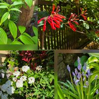 コデマリ,ホウチャクソウ,ツキヌキニンドウ,シラー・カンパニュラータ,シラーカンパニュラータの画像