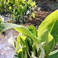 ミズバショウ,水辺の水曜日,白い水曜日♡,水鏡の水曜日の画像
