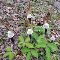 ユキモチソウ,山野草,大阪遠征の画像
