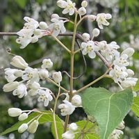 ウツギ,ミツバウツギ,公園,お花は癒し,花が好き❤の画像