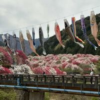 ハナモモ,今日の花,晴れた日,GSのみなさんに感謝♡,元気な花の画像