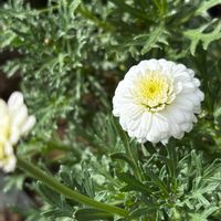 アナベル,バラ ジャクリーヌ•デュ•プレ,マーガレット「マルコロッシ」,ラグラス,ニャンニャン祭りの画像