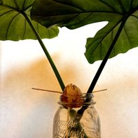 アボカド,クワズイモの葉,かわいい,観葉植物,グリーンのある暮らしの画像