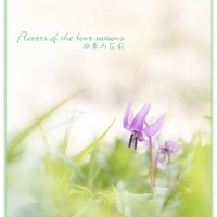 カタクリ,山野草の画像