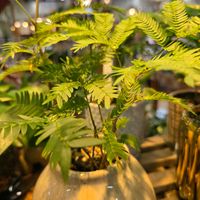 エバーフレッシュ,エバフレッシュ,エバー・フレッシュ,エバ〜フレッシュ,#エバーフレッシュの画像